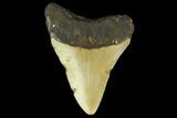3.22" Fossil Megalodon Tooth - North Carolina - #131610-2